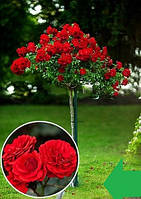 Троянда на штамбі "Кордула" (Cordula)