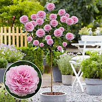 Троянда на штамбі "Лавандер Айс" (Lavender Ice)