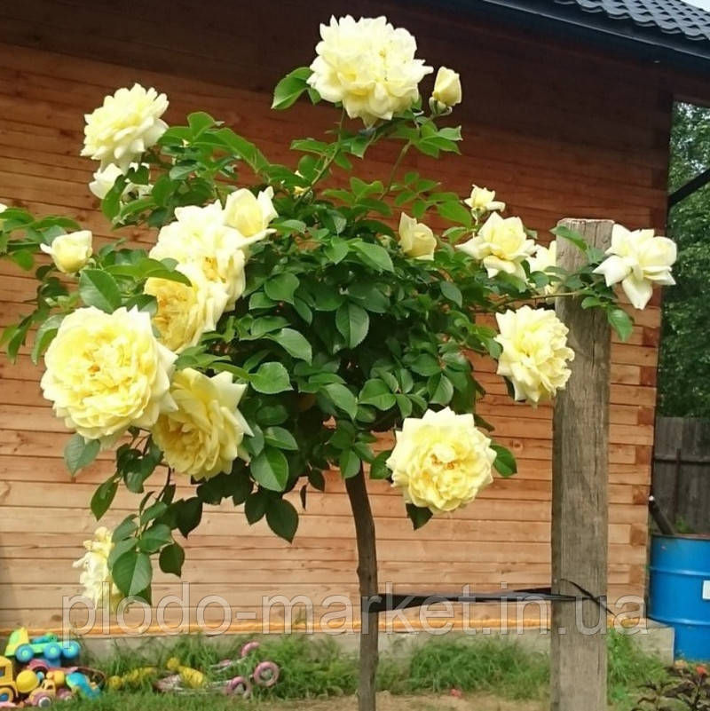 Троянда на штамбі "Надя Мейяндекор" (Nadia Meillandecor), фото 1