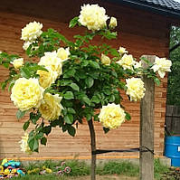 Троянда на штамбі "Надя Мейяндекор" (Nadia Meillandecor)