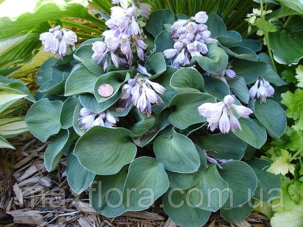 Хоста Blue Mouse Ears(горшик 12), фото 1