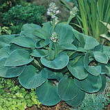 Хоста Blue Mouse Ears(горшик 12), фото 2