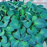 Хоста Blue Mouse Ears(горшик 12), фото 4