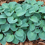 Хоста Blue Mouse Ears(горшик 12), фото 7