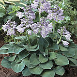 Хоста Blue Mouse Ears(горшик 12), фото 9