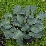 Хоста Blue Mouse Ears(горшик 12), фото 10