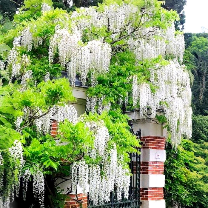 Саджанці Гліцинії білої Альба (Wisteria sinensis Alba), фото 1