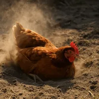 Чому кури люблять пилові ванни?