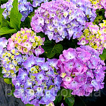 Гортензія Марін Блю / С2 / Hydrangea macrophylla Marine Blue, фото 6