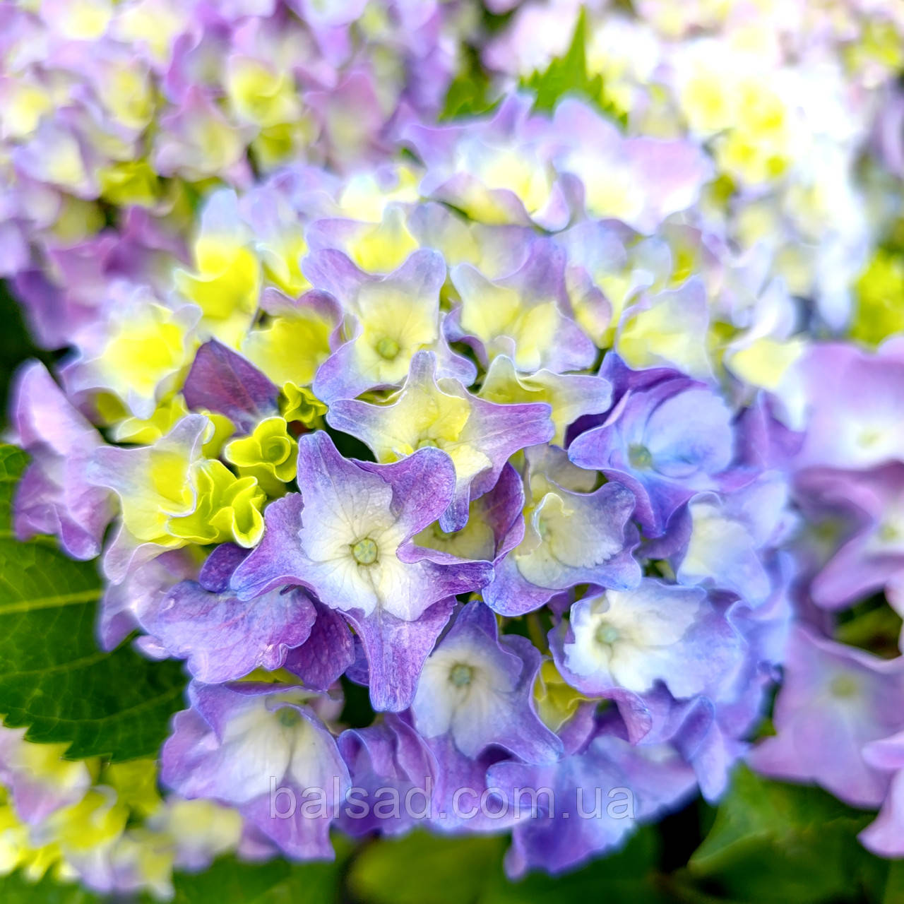 Гортензія Марін Блю / С2 / Hydrangea macrophylla Marine Blue