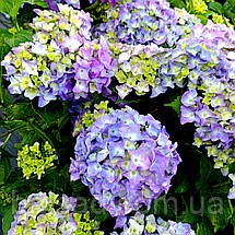 Гортензія Марін Блю / С2 / Hydrangea macrophylla Marine Blue, фото 3