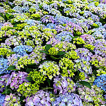 Гортензія Марін Блю / С2 / Hydrangea macrophylla Marine Blue, фото 4