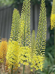 Еремурус Eremurus жовтий вузьколистий садовий яскрава свічка для саду, медоносна рослина 1шт