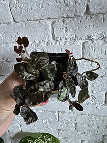 Пелліонія Даво