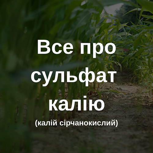 Сульфат калію: все про добриво калій сірчанокислий для гарного врожаю