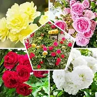 Комплект з 5-х сортів плетистої троянди (мікс сортів)