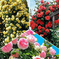 Комплект з 3-х сортів плетистої троянди (мікс сортів)