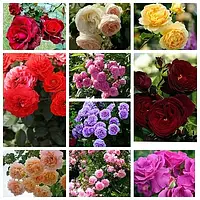 Комплект з 10-х сортів плетистої троянди (мікс сортів)