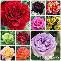 Комплект з 10-х сортів чайно-гибридної троянди (мікс сортів)