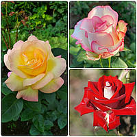 Комплект з 3-х сортів чайно-гібридної троянди (мікс сортів)