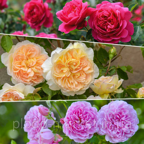 Комплект з 3-х сортів піоновидних троянд (мікс сортів), фото 1