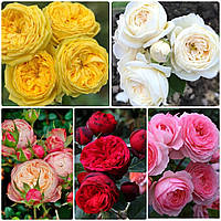 Комплект з 5-х сортів піоновидних троянд (мікс сортів)