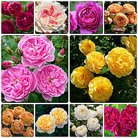 Комплект з 10-х сортів піоновидної троянди (мікс сортів)