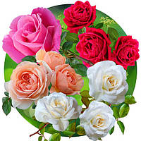 САДЖАНЦІ ТРОЯНД