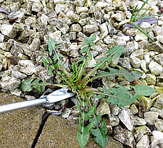 Інструмент для видалення бур`яну Greenmill / Грінміл GR0174 (Польща), фото 4