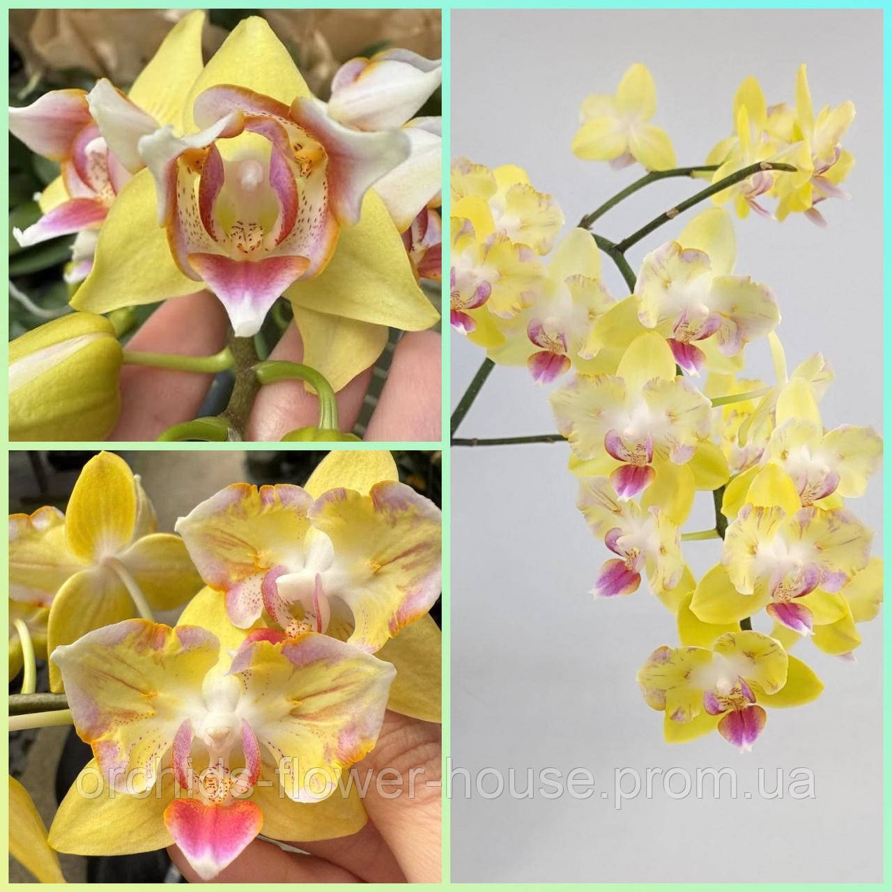 Орхідея Метелик Phal. Chiada Selina "Full of Star" підліток