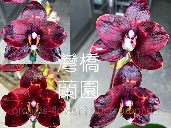 Орхідея Восковий Phal. Blackberry підліток, фото 2