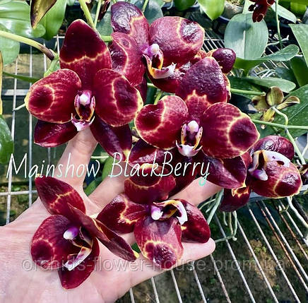 Орхідея Восковий Phal. Blackberry підліток, фото 1