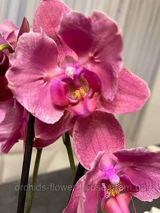 Орхідея Метелик Phal. Miuco Chen Magneto підліток, фото 2