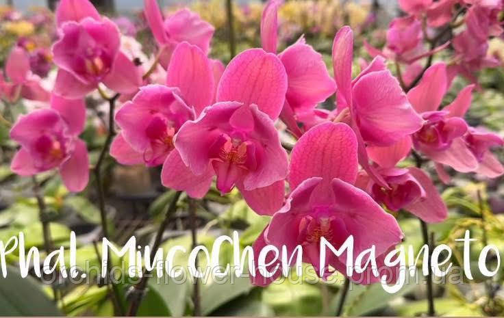 Орхідея Метелик Phal. Miuco Chen Magneto підліток