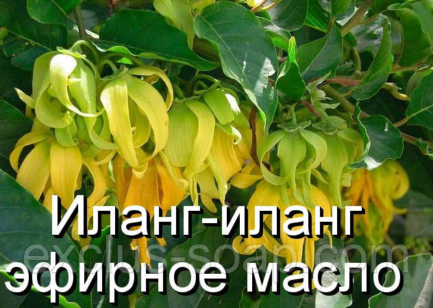 Іланг іланг-ефірна олія (Німеччина) — 10 мл