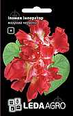 Леда Квіти Іпомея махрова червона  0,2 г