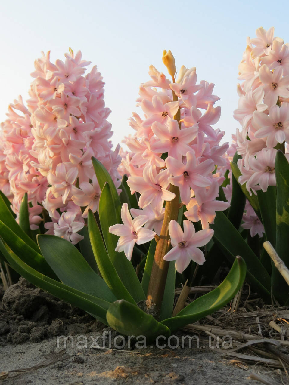 Гіацинт China Pink 14/15, фото 1