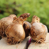 Нарцис Dick Wilden 16/18, фото 5