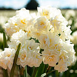 Нарцис Erlicheer 15/17, фото 2