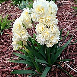 Нарцис Erlicheer 15/17, фото 4