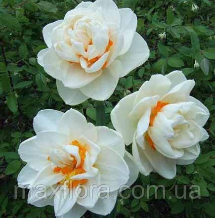 Нарциз FLOWER DRIFT 12/14, фото 1