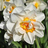 Нарциз FLOWER DRIFT 12/14, фото 3