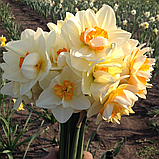 Нарциз FLOWER DRIFT 12/14, фото 6