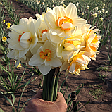 Нарциз FLOWER DRIFT 12/14, фото 2