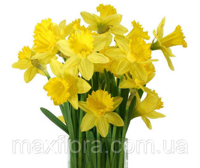 Нарцисс Gigantic Star 14/16 Велика квітка!, фото 1