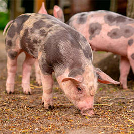 Догляд за свинями