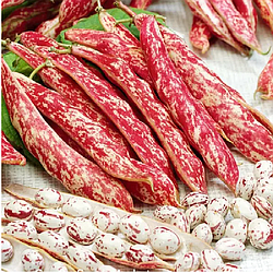 Насіння Квасоля спаржова кущова Борлотто 15 г