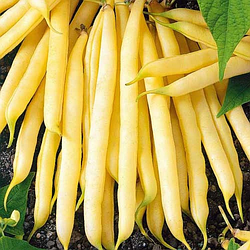 Насіння Квасоля Лаура 15г