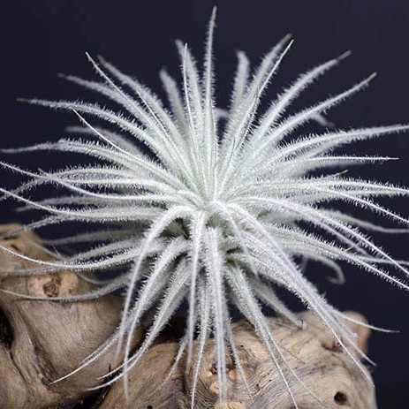 Тіландсія атмосферна Текторум (Tillandsia Tectorum "Snow")