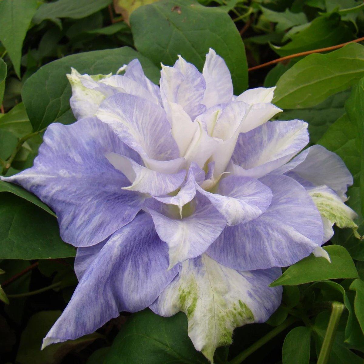 Клематис Мазурі / С2 / Clematis Mazury